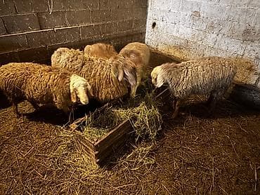 куплю собаку алабай: Продаю | Ягненок — 2