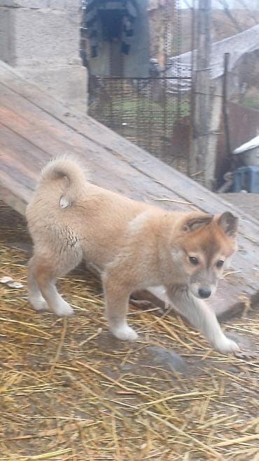 тайган щенок: ЩенкиЗаподносибирской лайки, крепкие, с плотной шерстью, стоячими — 2