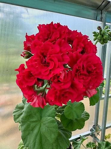 розы купить: Пеларгонии сортовые (махровые, розебудные) — коллекционные формы с — 8