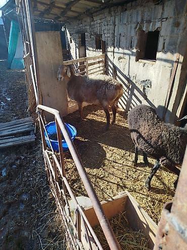 кой козу сатылат: Сатам | Ургаачы кой (ургаачы) | Көбөйтүү үчүн | Ургаачы — 1