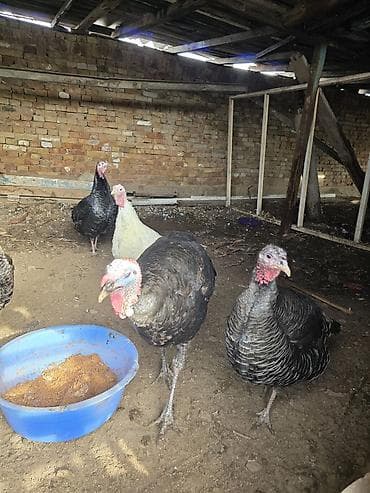 индюк тушка: Продаю | Индюк (самец) | Для разведения | Племенные — 3