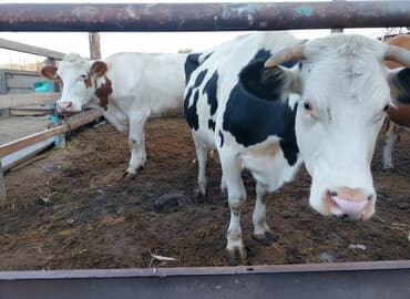 дом попугая: Продаю | Корова (самка) | Для молока — 4