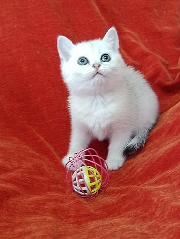 котят купить: Шотландские девочки возраст полтора месяца,от хороших родителей — 2