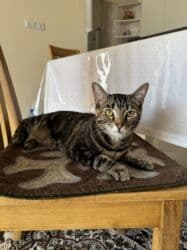 собака бульдок: Беспородная, 2 года, Девочка, Кастрирована, Приучена к лотку, Проглистована — 7