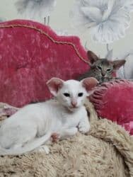 купить породистых котят: Ориентальная, 2 месяца, Мальчик, Белый, Приучена к лотку, Проглистована, С документами — 4