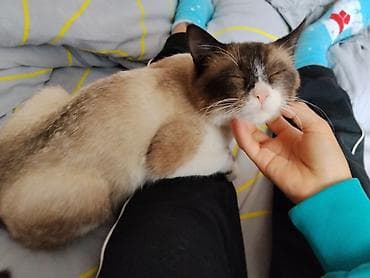 сколько стоит сиамские коты: Кошка даром: Сиамская, 4 месяца, Мальчик, Приучена к лотку — 3