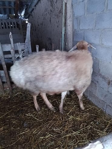 кой сатылат кара балта: Сатам | Ургаачы кой (ургаачы) | Көбөйтүү үчүн | Токту — 5