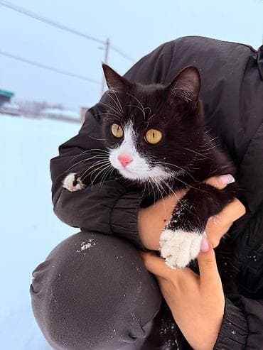 английский терьер: Кошка даром: Беспородная, Мальчик — 2