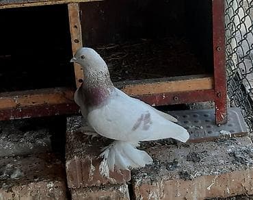 купить птиц: Пара игровые 1000 сом. Сиреневый голуб играет 1500 сом — 4