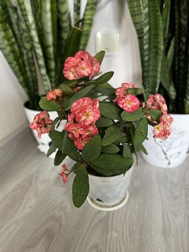 Бөлмө өсүмдүктөрү: Сансевьерия (Sansevieria, «щучий хвост») и молочай Миля (Euphorbia — 2