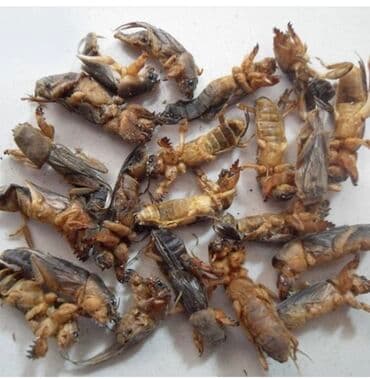 цена пшеницы в бишкеке 2022: Медведки азиатские и камбоджа оригинал 200%%% оптом и в розницу!!! 1 — 2