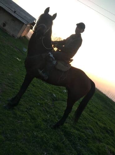 продаю породистых коров: Продаю | Конь (самец), Жеребец | Английская, Полукровка | Конный спорт, Для разведения, Рабочий | Племенные — 4