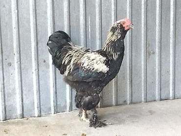 петух брам: Продаю | Петух | Брама | Для разведения — 1
