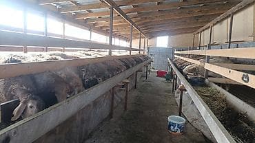 Үйлөрдү сатуу: Продается жилой дом с участком и хозяйственными постройками. - — 5