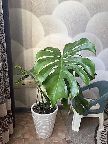 Кактусы: Монстера . 3000 сом . Район Ахунбаева /Молдыбаева — 1