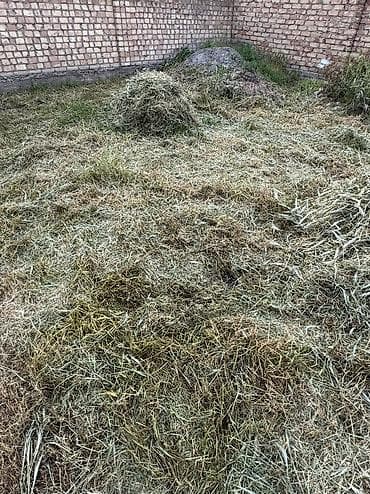 отун жаргыч: Сено/скошенная трава навалом. Кимге чоп керек алып кетсенер — 8
