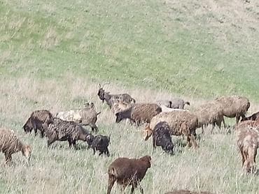 козёл: Продаю | Коза (самка) | Для разведения | Племенные — 7