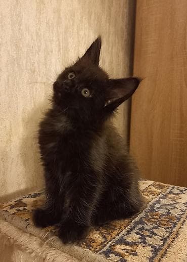 новорождённые котята: Котята мейн-кун готовы к переезду! Отличный помёт с шикарными — 8