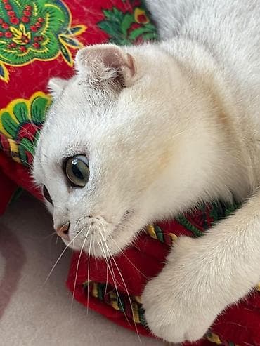 Продажа кошек: Скотиш Фолд (Шотландская вислоухая), 6 месяцев, Мальчик, Белый, Приучена к лотку, Проглистована, С прививками — 4