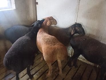 прадаю баран: Продаю | Овца (самка) | Для разведения | Матка — 2