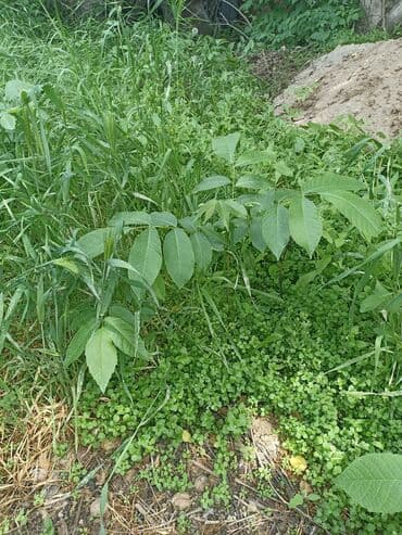 саженцы черного ореха: Көчөттөр гүлдүн: Өзү алып кетүү — 3