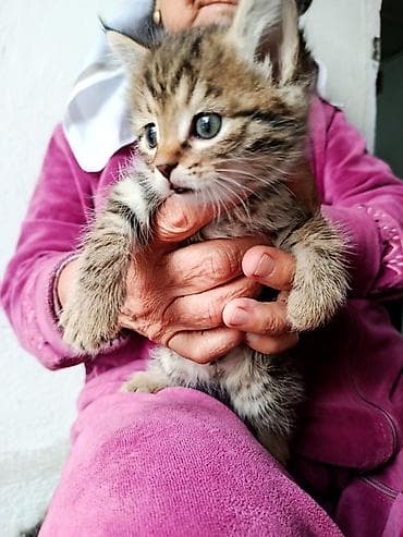 малинкий кошка: Котята, пушистые тигрята с белыми «носочками» и мягкими лапками — 3