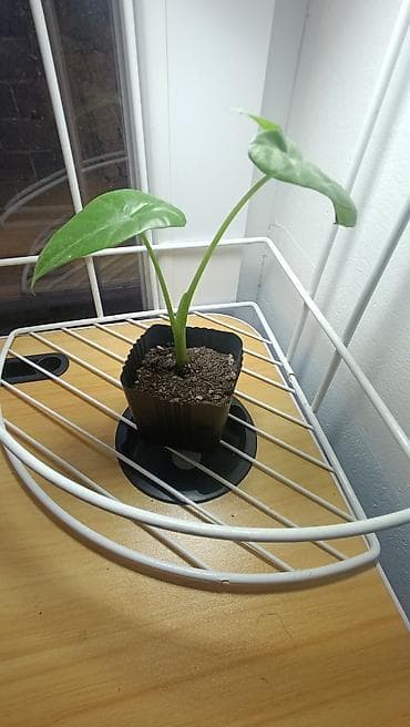 фикус для офиса: Набор комнатных растений в горшках: каменная роза 100 сом. бамбук — 7