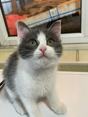 котята простые: Кошка даром: Беспородная, 4 месяца, Мальчик, Приучена к лотку — 2