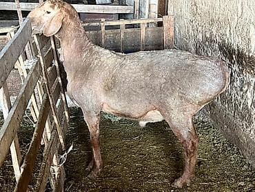 кролик цена: Продаю | Баран (самец) | Для разведения — 2