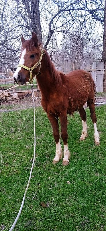 тук сена: Продаю | Жеребенок | Конный спорт — 3