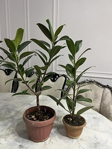 метровые розы: Комнатные растения в горшках - Замиокулькас (Zamioculcas zamiifolia — 5