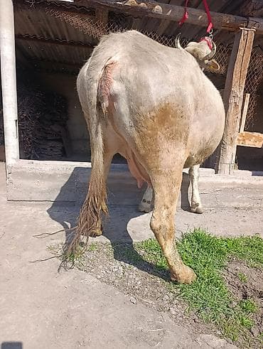 молочные коровы: Продаю | Корова (самка) | Полукровка | Для молока | Привязанные — 1