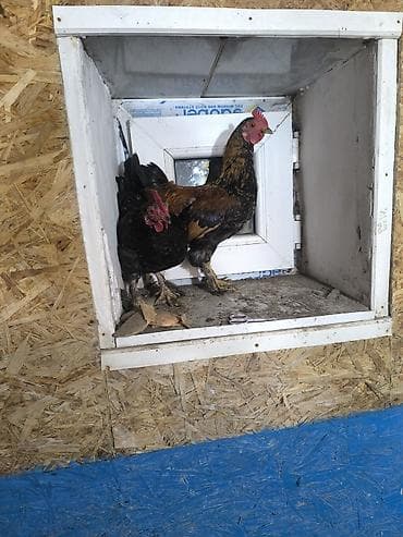 Продаю | Куры | Для разведения