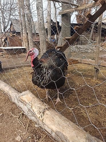 уй жаныбары: Полубронза чон короз сатылат — 6