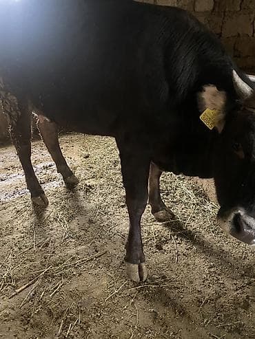 лебединовка быки: Продаю | Корова (самка) | Для разведения | Привязанные — 5