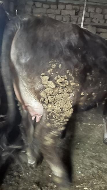 карова: Продаю | Корова (самка) — 1