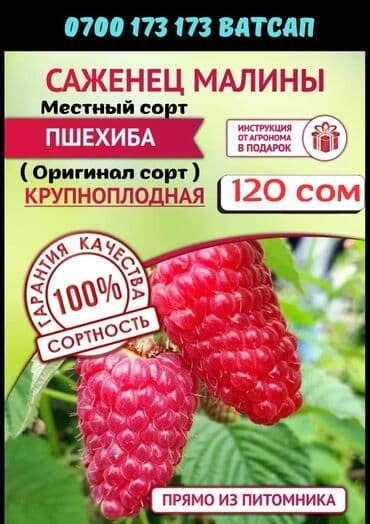саженцы клубника опт, саженцы клубника от производителя, купить саженцы клубники оптом, саженцы клубники оптовая, саженцы клубники партия, саженцы клубники азия опт, саженцы клубники азия производитель, саженцы клубники альба опт, саженцы клубники прими п: Рассада : Малина, Самовывоз, Бесплатная доставка, Платная доставка — 1