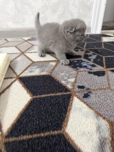 котята скоттиш страйт: Шотландские котята,(страйт и скотиш фолд) окрас голубой (blue) — 7