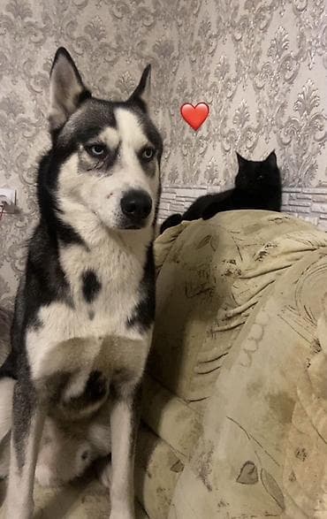 хаски малинкий: Хаски, 4 года, Самец, С прививкой — 1