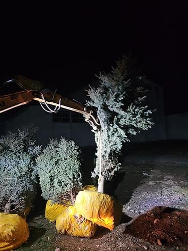 сеянцы голубой ели: Ель голубая (Picea pungens) с закрытой корневой системой в земляном — 7