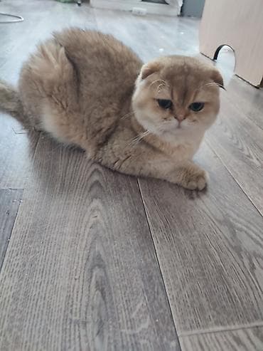 шотландские кошки цена: Скотиш Фолд (Шотландская вислоухая), 1 год, Мальчик — 3