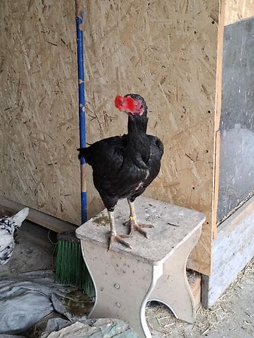 белый петух: Продаю | Петух | Бойцовая | Для разведения — 9
