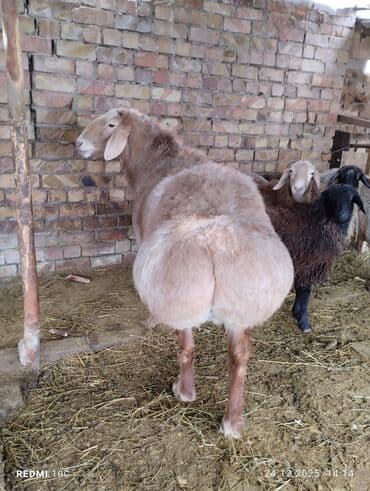 Услуги ветеринара: Продаю | Баран (самец) | Для разведения | Осеменитель — 4