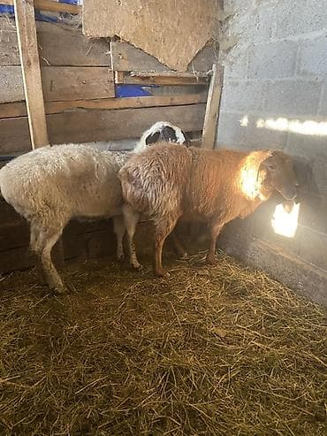 пародистые коровы: Продаю | Овца (самка) | На забой — 6