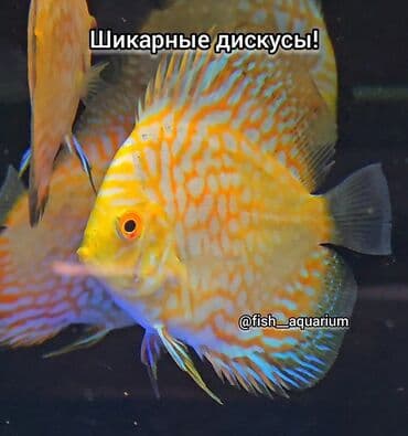 форель бишкек: Шикарные Дискусы! 
Дискус - аквариумная рыбка
цена: 0 — 3