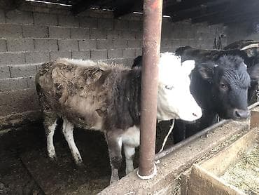 куплю теленок: Продаю | Музоо, торпок | Алатауская | На откорм, Для разведения | Искусственник — 2