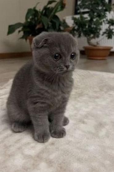Услуги ветеринара: Шотландская вислоухая кошка (Scottish Fold), окрас: сплошной — 1