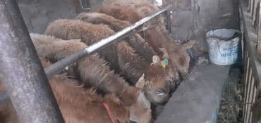 объявления о пропаже животных: Продаю | Бык (самец) — 2