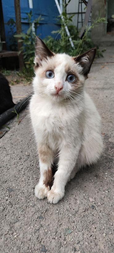 d cat: 4 месяца, Девочка — 1