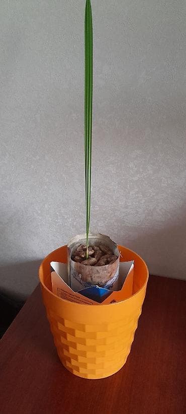 Продукты питания: Комнатное растение — рассадa пальмы (возможна финиковая/хамедорея) — 5